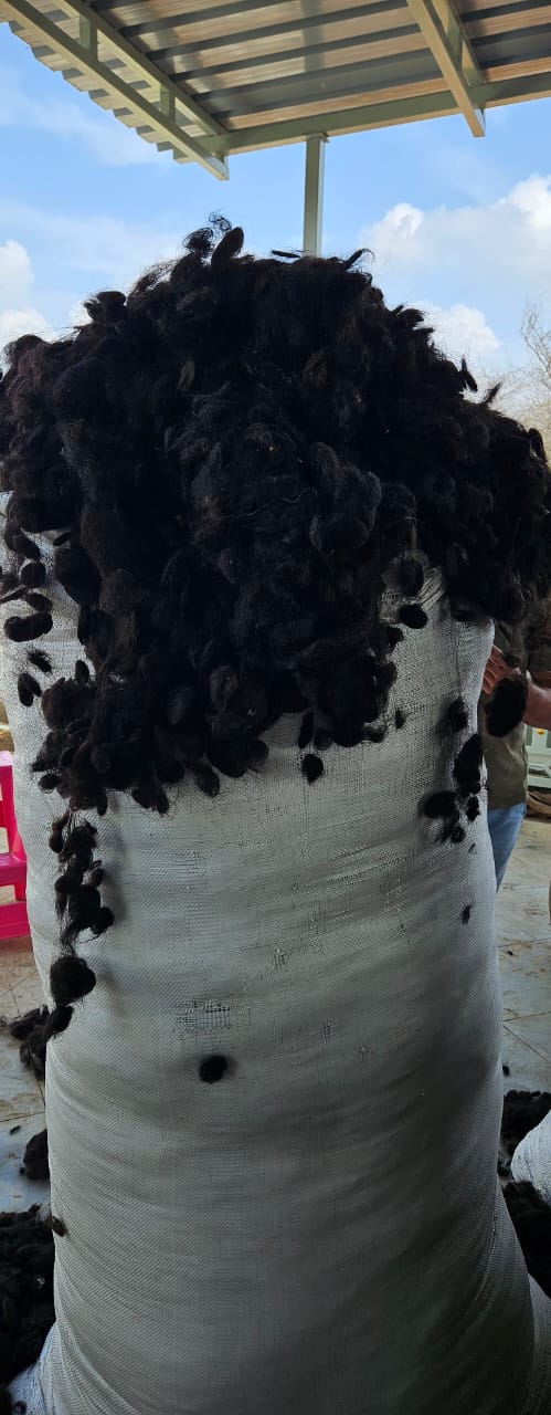  Goli Hair
